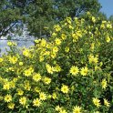 Helianthus x 'Lemon Queen'